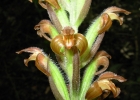 <i>Sarcoglottis ventricosa</i> (Vell.) Hoehne [Orchidaceae]