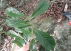 <i>Diospyros inconstans</i> Jacq. [Ebenaceae]