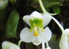 <i>Zygostates alleniana</i> Krzl. [Orchidaceae]