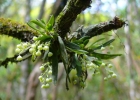 <i>Zygostates alleniana</i> Krzl. [Orchidaceae]