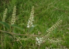 <i>Aloysia gratissima</i> (Gillies & Hook.) Tronc. [Verbenaceae]