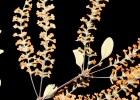 <i>Aloysia gratissima</i> (Gillies & Hook.) Tronc. [Verbenaceae]