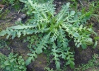 <i>Coronopus didymus</i> (L.) Sm. [Brassicaceae]