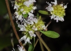 <i>Cunila microcephala</i> Benth. [Lamiaceae]