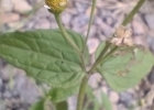 <i>Galinsoga parviflora</i> Cav. [Asteraceae]