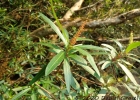 <i>Colliguaja brasiliensis</i> Klotzsch ex Baill. [Euphorbiaceae]