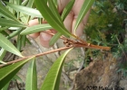 <i>Colliguaja brasiliensis</i> Klotzsch ex Baill. [Euphorbiaceae]