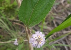 <i>Lippia alba</i> (Mill.) N.E.Br. [Verbenaceae]