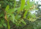 <i>Muehlenbeckia sagittifolia</i> (Ortega) Meisn. [Polygonaceae]