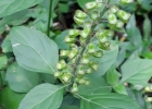 <i>Ocimum selloi</i> Benth. [Lamiaceae]