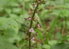 <i>Ocimum selloi</i> Benth. [Lamiaceae]