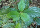 <i>Petiveria alliacea</i> L. [Phytolaccaceae]