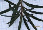 <i>Colliguaja brasiliensis</i> Klotzsch ex Baill. [Euphorbiaceae]