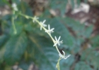 <i>Petiveria alliacea</i> L. [Phytolaccaceae]