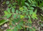 <i>Phyllanthus tenellus</i> Roxb. [Phyllanthaceae]