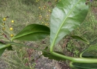 <i>Talinum paniculatum</i> (Jacq.) Gaertn. [Talinaceae]
