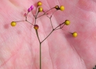 <i>Talinum paniculatum</i> (Jacq.) Gaertn. [Talinaceae]