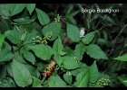 <i>Rivina humilis</i> L. [Phytolaccaceae]