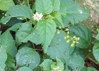 <i>Rivina humilis</i> L. [Phytolaccaceae]