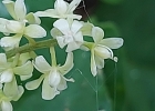 <i>Rivina humilis</i> L. [Phytolaccaceae]