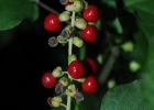 <i>Rivina humilis</i> L. [Phytolaccaceae]