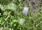 <i>Reussia subovata</i> (Seub.) Solms [Pontederiaceae]