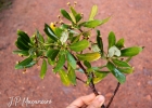<i>Drimys brasiliensis</i> Miers [Winteraceae]