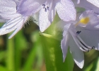 <i>Reussia subovata</i> (Seub.) Solms [Pontederiaceae]