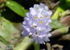 <i>Reussia subovata</i> (Seub.) Solms [Pontederiaceae]