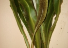 <i>Elaphoglossum glaziovii</i> (Fée) Brade. [Dryopteridaceae]