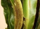 <i>Elaphoglossum glaziovii</i> (Fée) Brade. [Dryopteridaceae]