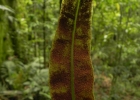 <i>Elaphoglossum glaziovii</i> (Fée) Brade. [Dryopteridaceae]