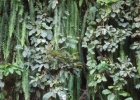 <i>Nephrolepis pendula</i> (Raddi) J. Sm. [Lomariopsidaceae]