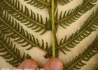 <i>Thelypteris longifolia</i> (Desv.) R.M. Tryon [Thelypteridaceae]