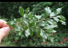 <i>Campomanesia rhombea</i> O.Berg [Myrtaceae]