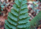 <i>Trichomanes pilosum</i> Raddi [Hymenophyllaceae]
