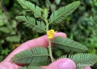 <i>Chamaecrista nictitans</i> (L.) Moench [Fabaceae]
