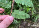 <i>Chamaecrista nictitans</i> (L.) Moench [Fabaceae]