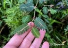 <i>Chamaecrista nictitans</i> (L.) Moench [Fabaceae]
