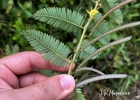 <i>Chamaecrista nictitans</i> (L.) Moench [Fabaceae]
