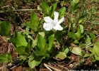 <i>Ruellia bulbifera</i> Lindau [Acanthaceae]