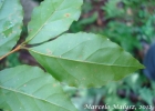 <i>Campomanesia rhombea</i> O.Berg [Myrtaceae]