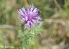 <i>Centratherum camporum</i> (Hassl.) Malme [Asteraceae]