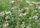 <i>Eupatorium ivifolium</i> L. [Asteraceae]