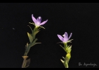 <i>Triodanis biflora</i> (Ruiz & Pav.) Greene [Campanulaceae]