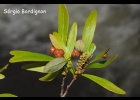<i>Sebastiania schottiana</i> (Müll.Arg.) Müll.Arg. [Euphorbiaceae]