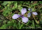 <i>Herbertia lahue</i> (Molina) Goldblatt [Iridaceae]