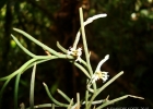 <i>Campylocentrum sellowii</i> (Rchb.f.) Rolfe [Orchidaceae]