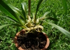<i>Maxillaria ochroleuca</i> Lodd. ex Lindl. [Orchidaceae]