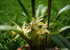 <i>Maxillaria ochroleuca</i> Lodd. ex Lindl. [Orchidaceae]
